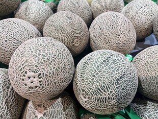 网纹瓜