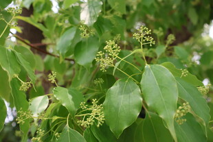 香樟树开花