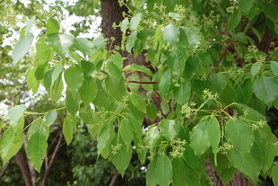 香樟树开花