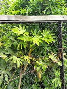 八角金盘