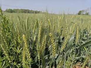 金黄麦田生机勃勃景象