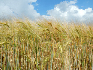 金黄麦田与蓝天白云