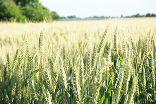 金黄麦田 田园风光美景