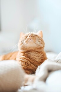慵懒橘猫惬意躺卧