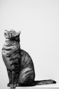 猫咪黑白特写