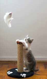 小猫玩逗猫棒超可爱