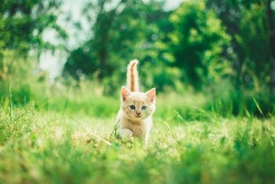 草地上奔跑的可爱小猫咪