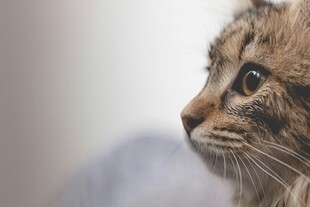 侧头凝视的可爱猫咪