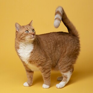 可爱猫咪