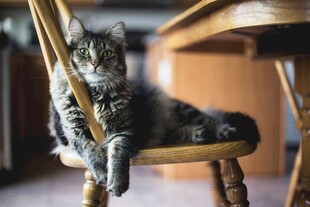 慵懒小猫惬意躺椅上