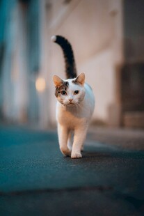漫步街头的可爱猫咪