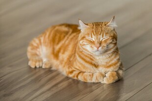 橘猫惬意趴木地板