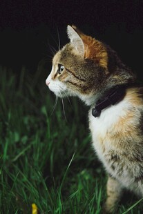 草地上戴项圈的猫咪