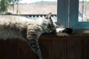 慵懒猫咪趴卧在木柜上