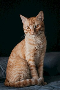 可爱猫咪