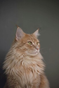 长毛猫侧头优雅瞬间