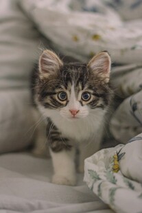 可爱小猫咪趴在柔软床上