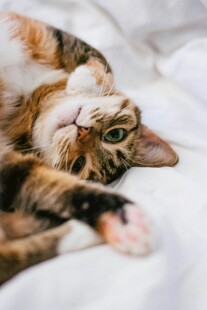 慵懒猫咪惬意躺卧