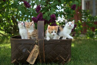 花盆里的可爱小猫咪