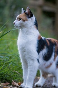 三色猫站立于草地