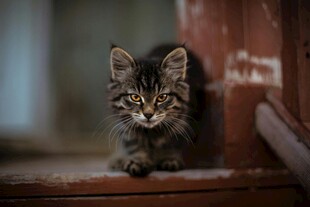 可爱小猫趴于木质台阶处