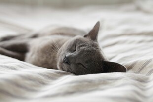 熟睡的灰猫