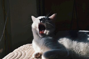 打哈欠的白猫