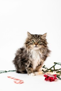 长毛猫咪与玫瑰浪漫同框