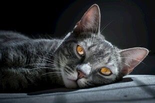 趴着的灰纹猫