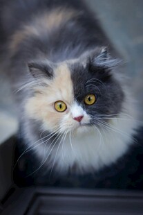 三色萌猫凝视镜头