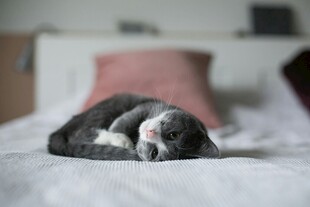 熟睡的萌猫