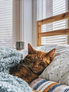 慵懒猫咪惬意躺卧在床