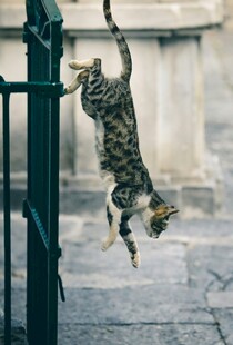 猫咪倒挂在绿色栏杆上