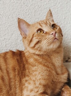 橘猫仰头望