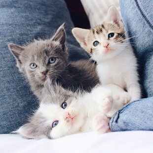 三只可爱小猫依偎在一起