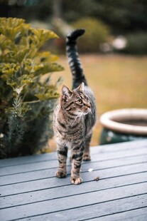 漫步的斑纹猫咪