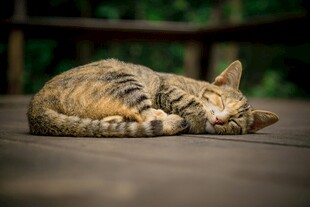 酣睡的斑纹猫咪