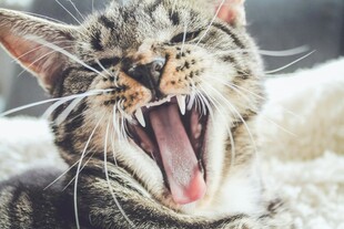 张嘴打哈欠的可爱猫咪