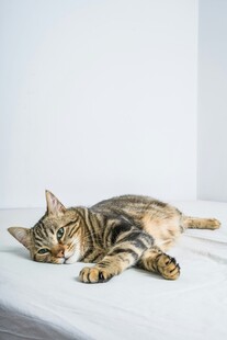熟睡的条纹小猫