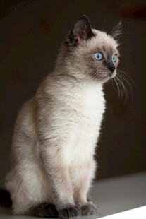 可爱暹罗猫端坐凝视