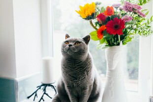 灰猫赏花瓶中多彩鲜花