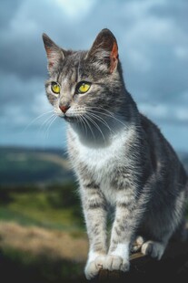 户外蹲坐的灰毛猫咪