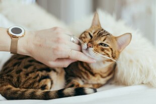 手抚萌猫