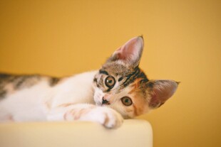 可爱三色小猫趴卧卖萌