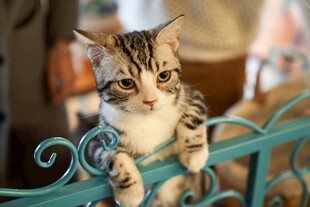 萌猫趴坐蓝色栏杆上
