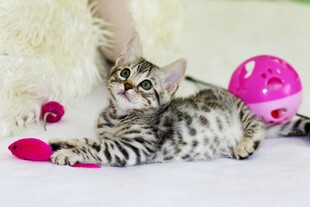可爱小豹猫玩彩色玩具
