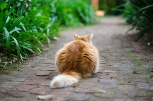 小橘猫独坐小径