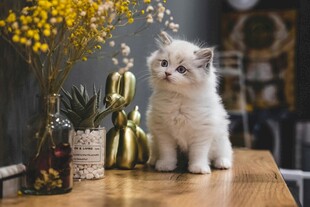 可爱猫咪立于桌前赏景