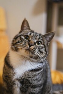 抬头凝望的可爱条纹猫咪