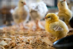 可爱小鸡在垫料上活动